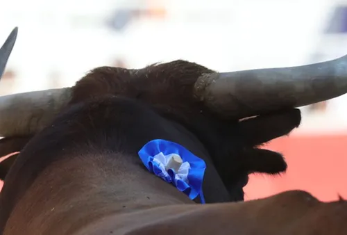 [ CULTURE ET TRADITION - CAMARGUE ] Feria de Pâques à Arles : le...