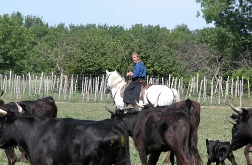 Coronavirus en Camargue : Privées de corridas, les manades «...