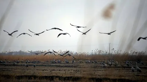 [ ENVIRONNEMENT - ARLES ] Dans le pays d'Arles, la nature...