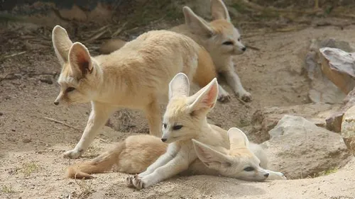 [ ENVIRONNEMENT - LA BARBEN ] La Barben : au parc zoologique, les...