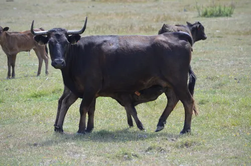Les éleveurs de Camargue unis face aux conséquences dramatiques de...