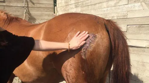 [ FAIT DIVERS - AVIGNON ] le cheval de l'artiste dresseur Olivier...