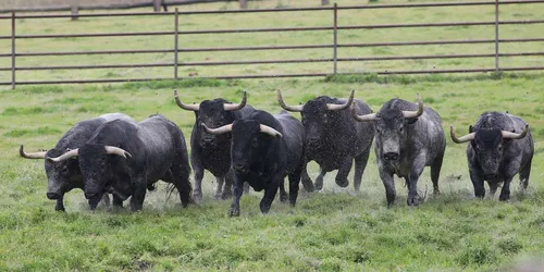 [ SOLIDARITE - NIMES ] La tombola solidaire des matadors de toros...