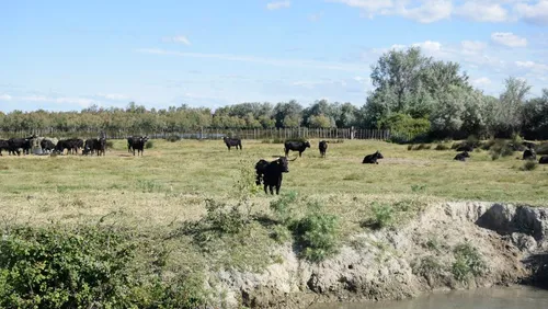 [ CULTURE ET LOISIR - GARD ] "L’été au campo" : toros, écologie et...