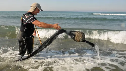 Les tellines n'en finissent pas de disparaître en Camargue.