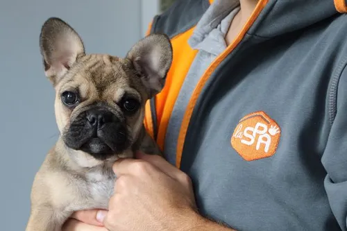 La SPA a lancé son “mois de l’adoption”.