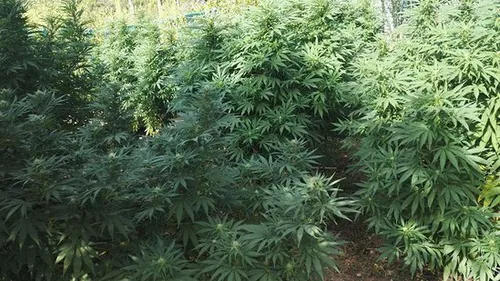 [SALON DE PROVENCE]: Les militaires sont tombés sur une trentaine...