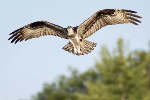 [LOISIRS]: journée mondiale du balbuzard pêcheur à Arles.