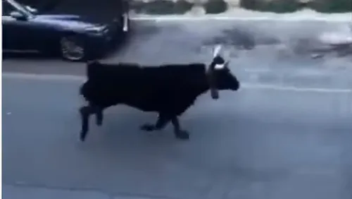 [REGION]: Un taureau sème la panique dans les rues d’Arles hier matin.