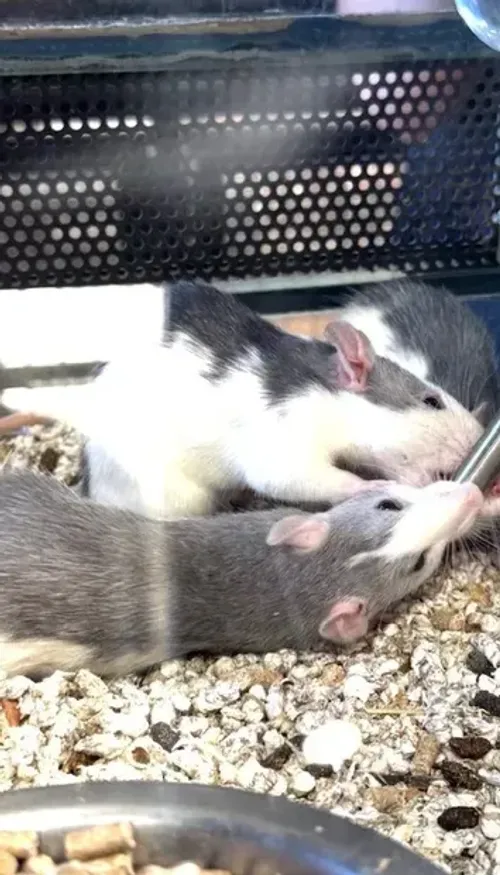 Haguenau : une animalerie au cœur d’une polémique sur les...