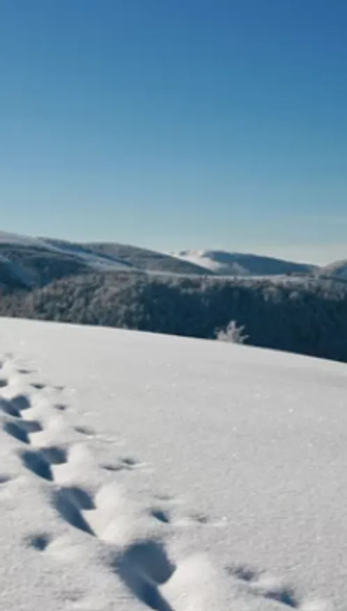 Neige dans le massif des Vosges : jusqu’à 66 cm relevés ce week-end