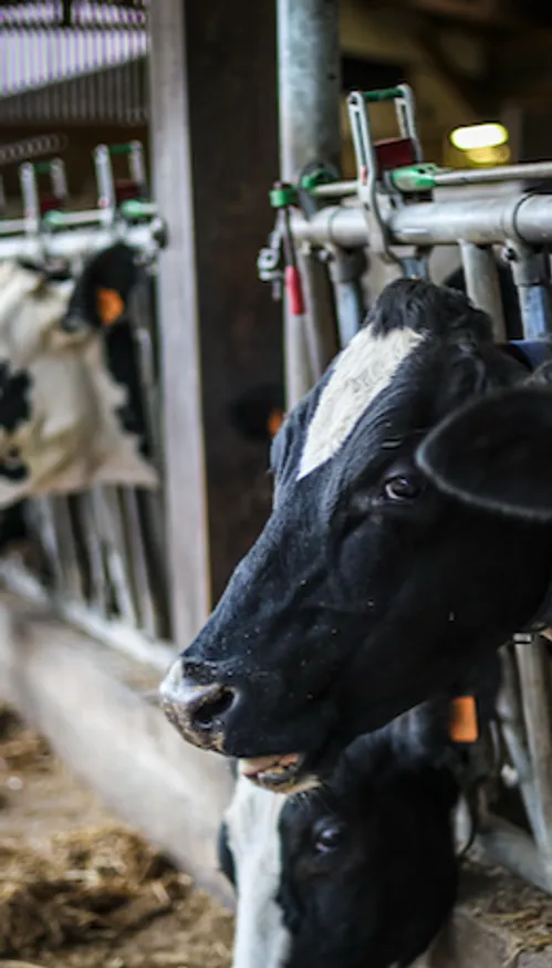 Vache retrouvée mutilée en Alsace du Nord : une enquête pour acte...