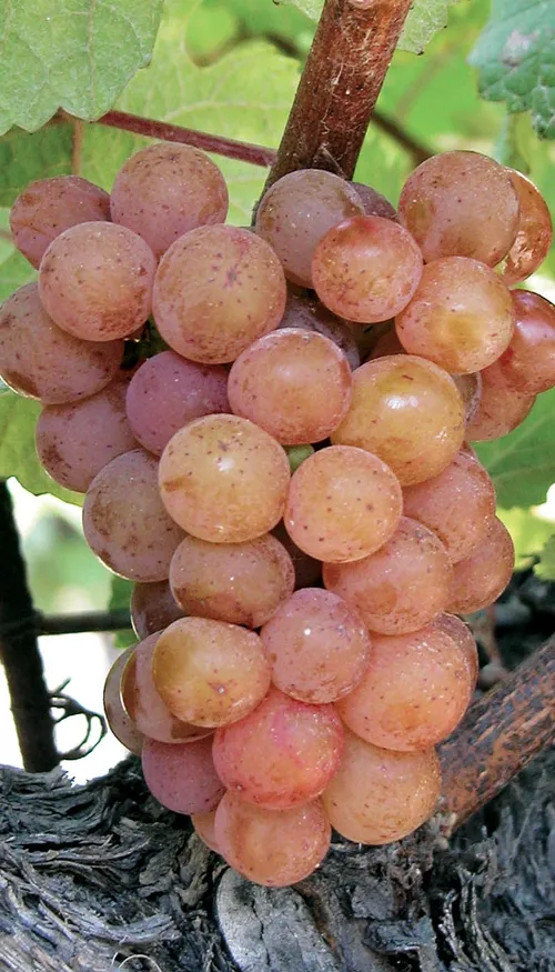 Vendanges 2026 en Alsace : la date sera dévoilée le 17 août, une...