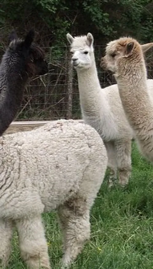Alsace : quatre lamas tués dans le Sundgau, une attaque de loup...