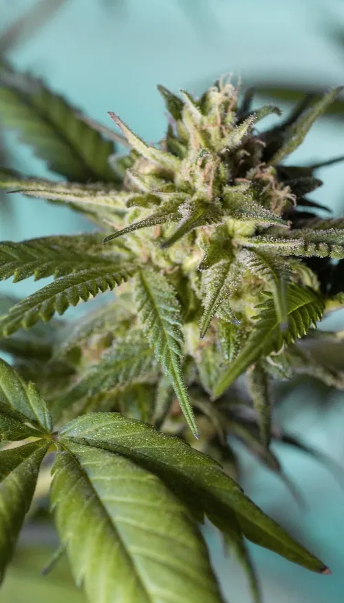 Sciences : le cannabis jugé inefficace contre les troubles psychiques