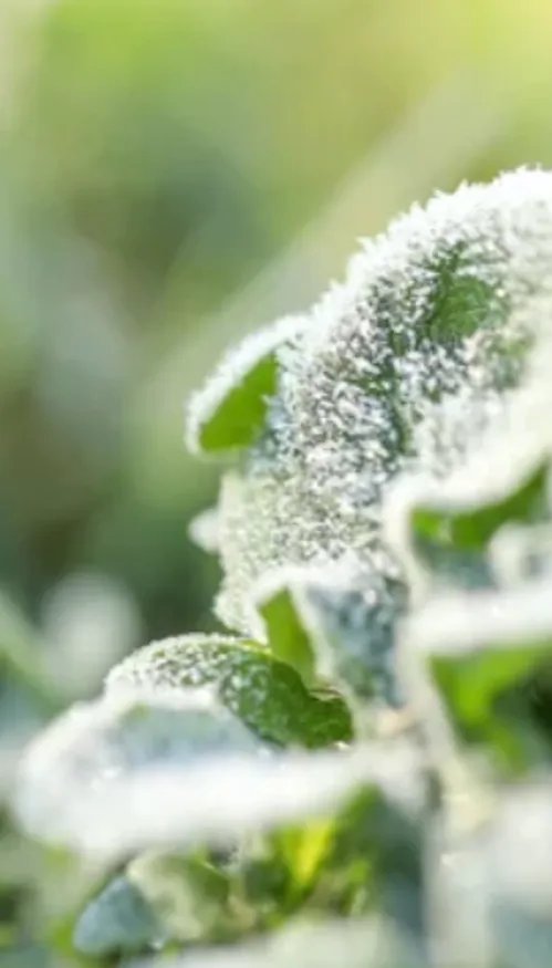 Gelées et flocons attendus en Alsace : les saints de glace ont-ils...