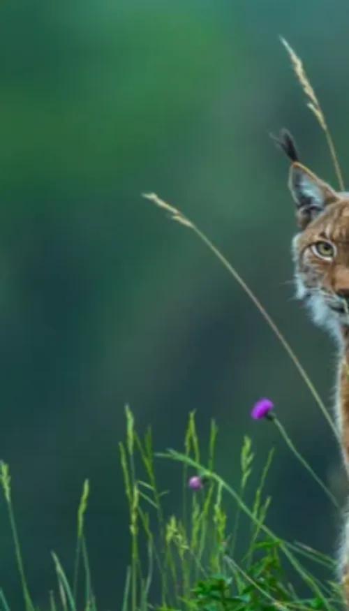 Une femme condamnée après la mort d’un lynx protégé dans le Bas-Rhin