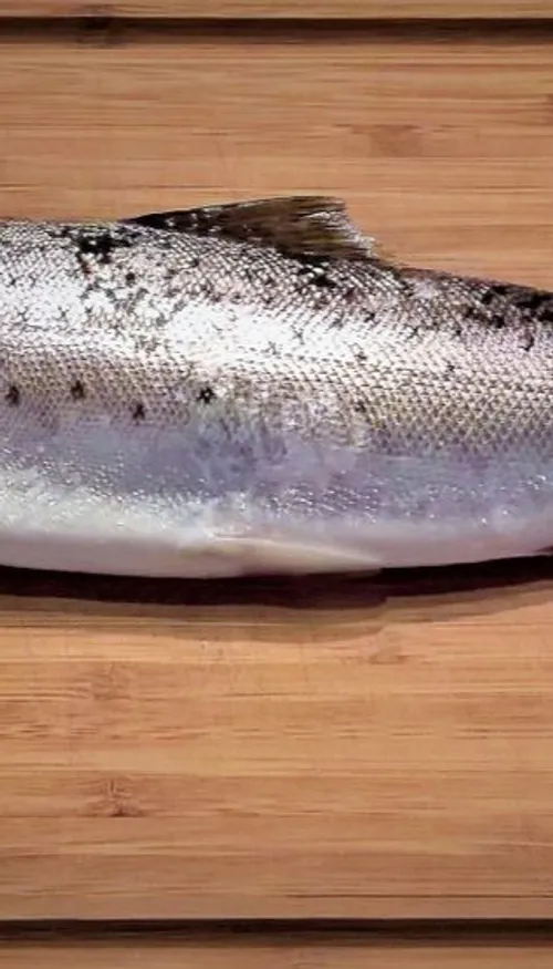 Le seul saumon d’élevage français naît et grandit… dans un hangar...