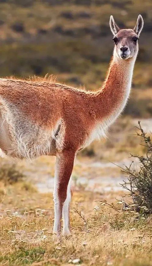 Argentine : les guanacos font leur retour après plus d’un siècle...