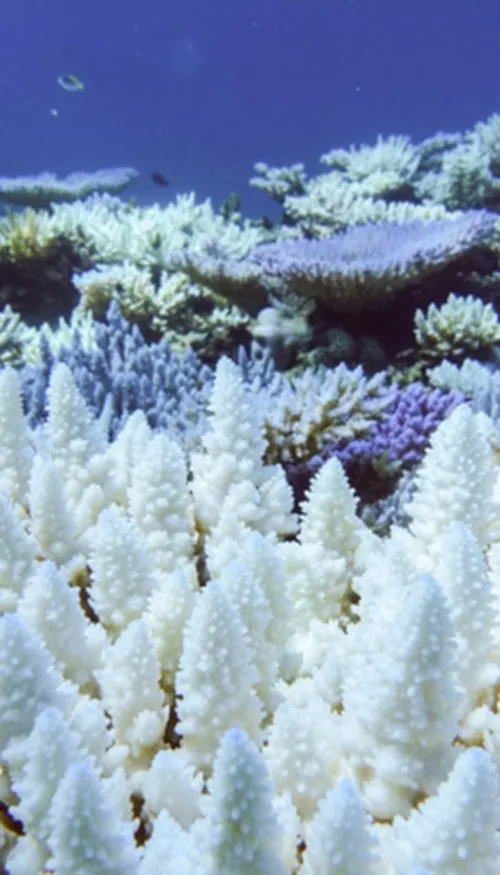 La grande barrière de Corail redonne espoir !