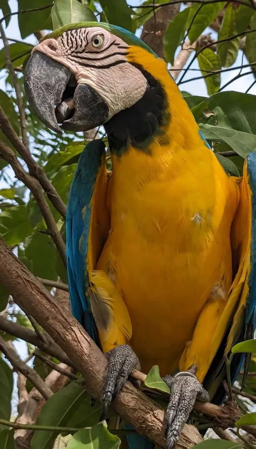 À Rio, les aras bleus et jaunes font leur grand retour après 200 ans