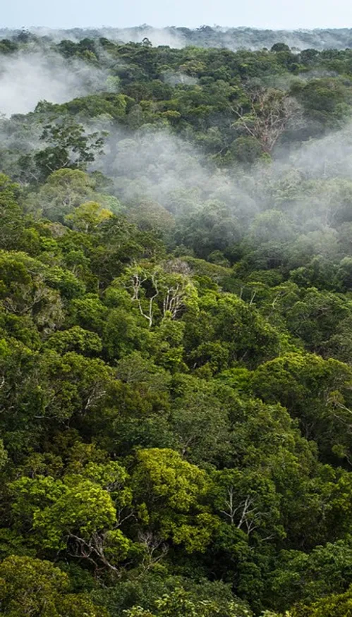 Amazonie : la déforestation en nette baisse, un signal encourageant