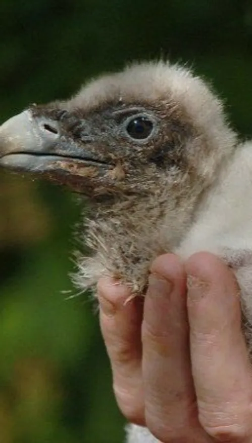 Espagne : deux poussins gypaète barbu sont nés à l’état sauvage 