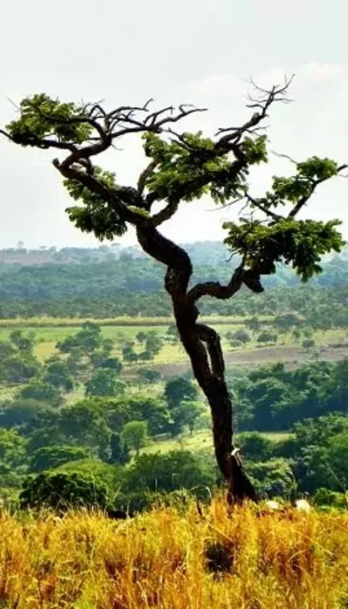 Au Brésil, un immense projet de restauration du Cerrado récompensé...