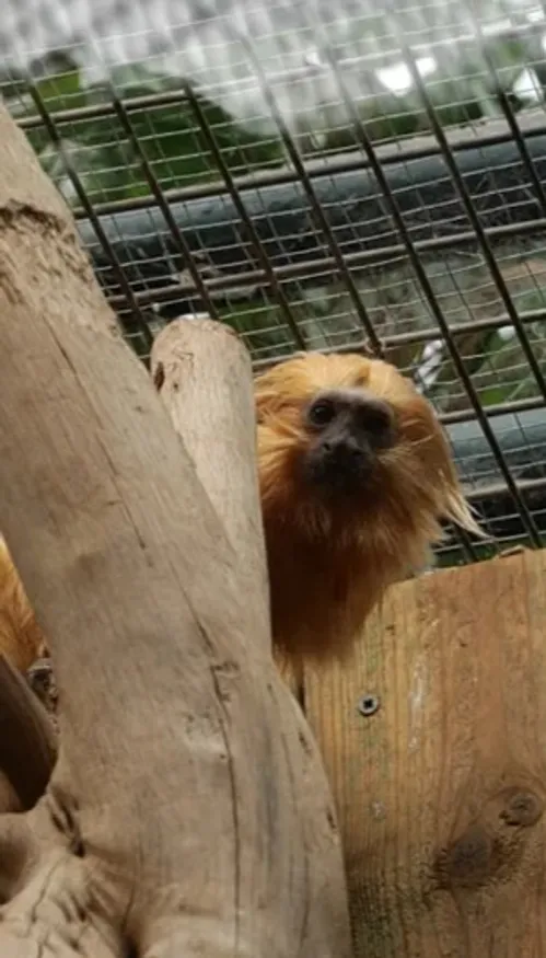 Onze ans après son vol, une femelle tamarin-lion doré retrouve le...