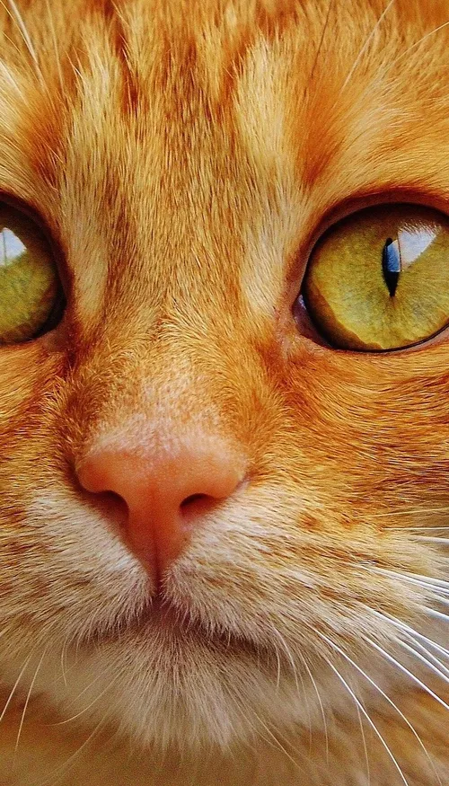 Les chats miauleraient davantage avec les hommes que les femmes
