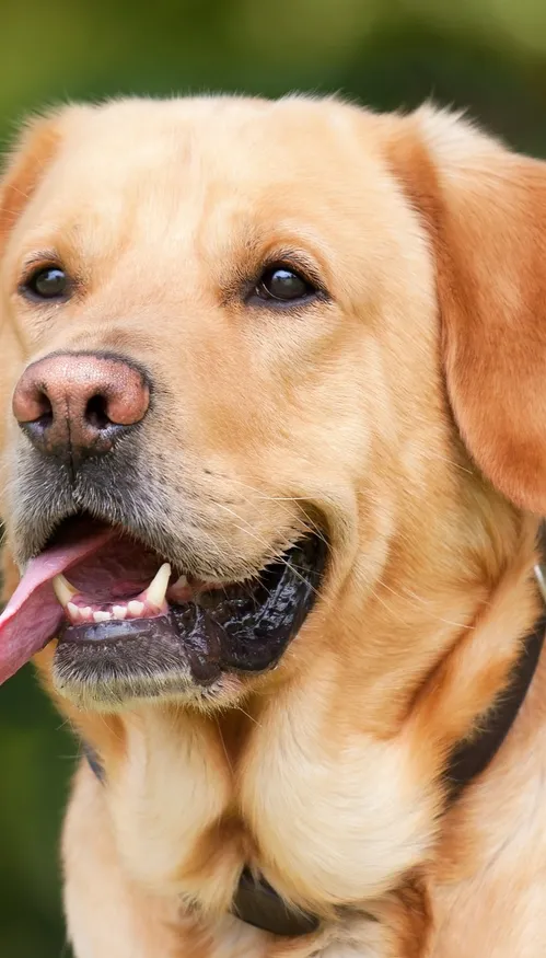 A Poitiers, Vadrouille, un chien pas comme les autres pour aider...