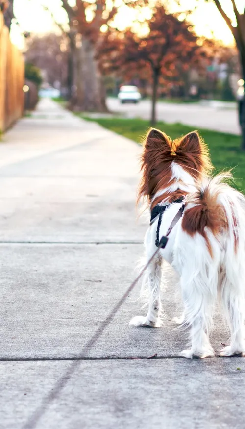 Ramener son chien à la fac, Orléans l’a fait ! 