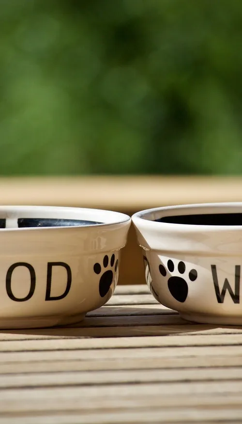 Dogstronomy : les chiens ont leur restaurant à Lyon 