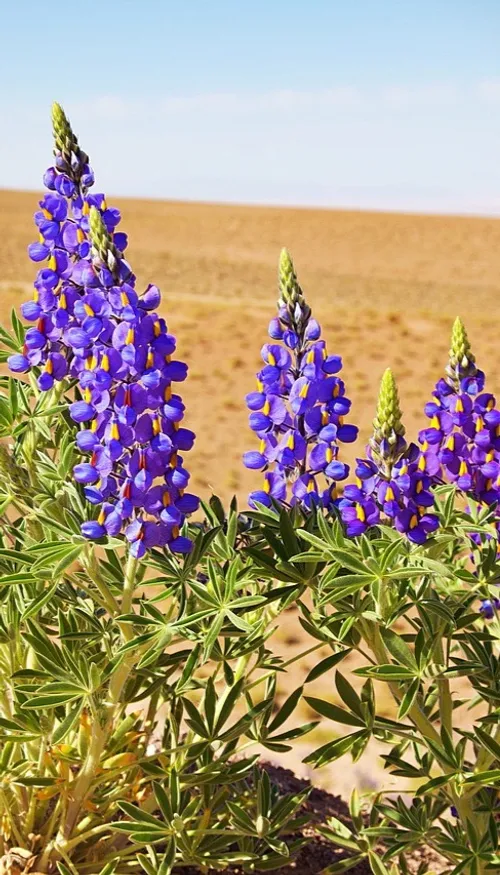 Atacama en fleurs : une escapade rare au Chili