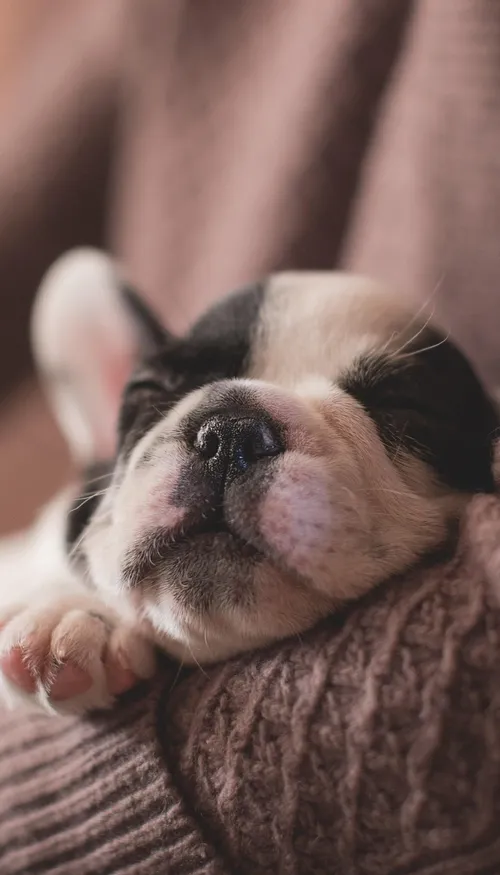 « Pawternity » : des congés payés pour accueillir un animal