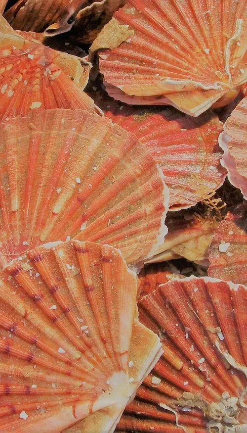 Des coquilles Saint-Jacques pour construire nos routes 