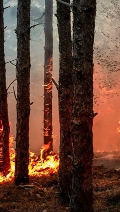 Espagne : ces fermes résistent mieux aux feux de forêt