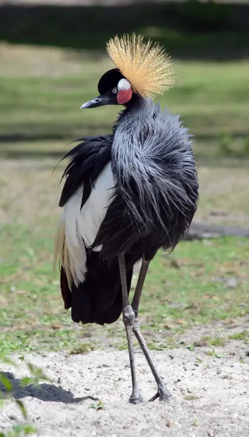 Après 400 ans d’absence, les grues font leur grand retour au...