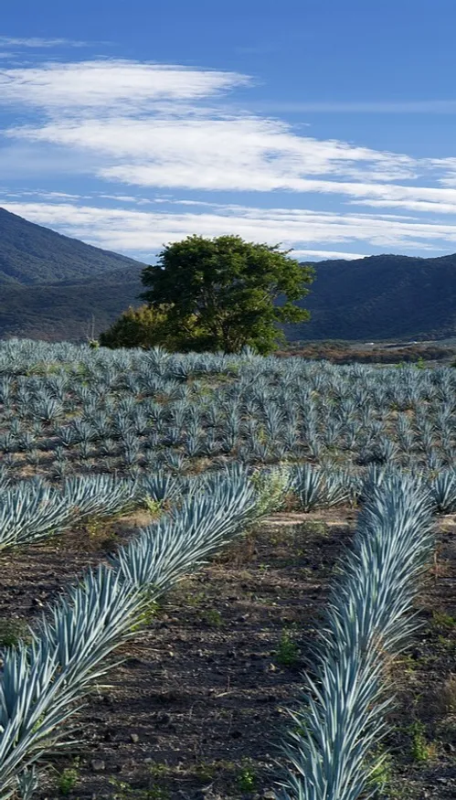 Tequila, le village magique du Jalisco