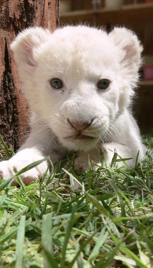 Trois lionceaux blancs ont vu le jour au Vénézuela.