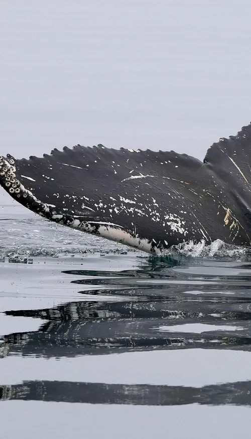 L’Islande s’apprête à tourner la page de la chasse à la baleine