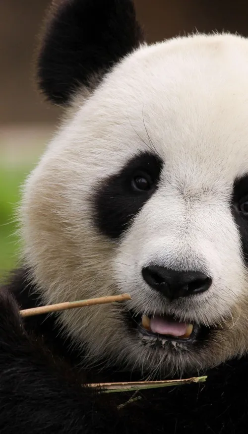 Les pandas géants vont mieux : comment la Chine a réussi à sauver...