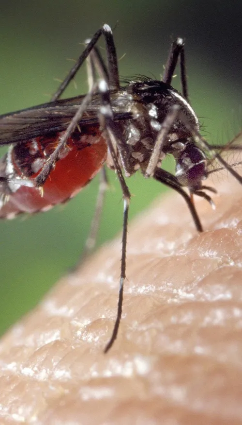 Des centaines de milliers de moustiques tigres relâchés dans la nature