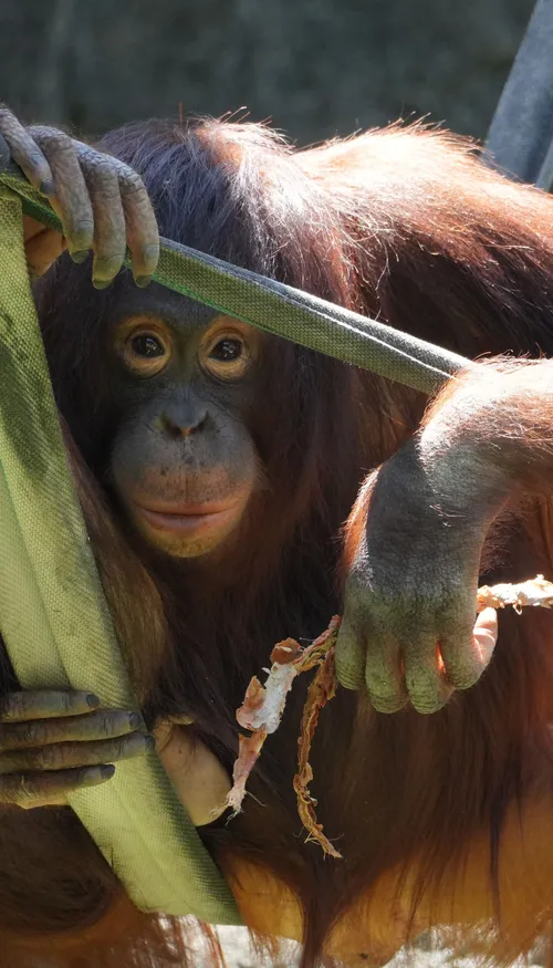A Sumatra, une forêt est devenue le refuge de près de 200...