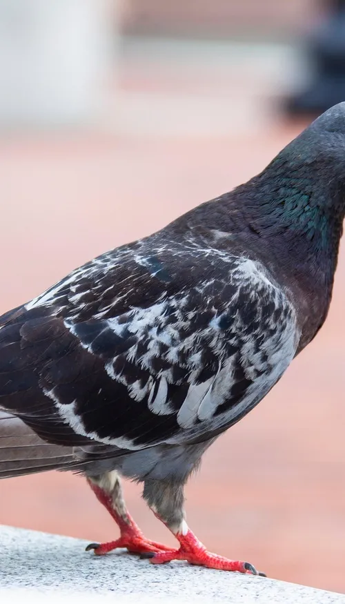 Des pigeons entraînés à détecter le cancer : une expérience...