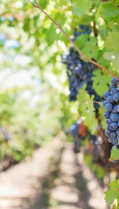 Gironde et Dordogne : voilà les bons plans sorties de ce dernier...