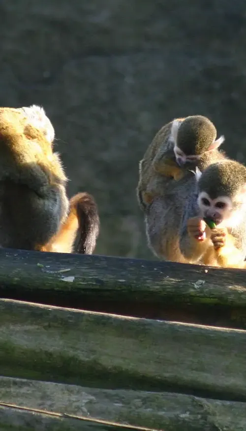 Au Mexique, quatre bébés singes-araignées sauvés du trafic illégal...