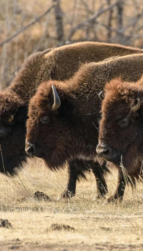 Au Mexique, le retour des bisons redonne vie au désert après 160...