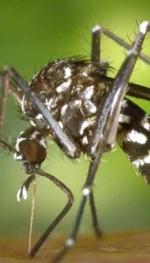 Chikungunya : la découverte d'un cas autochtone entraine une...