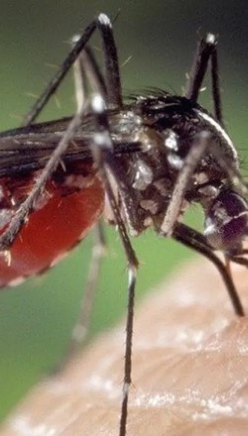Chikungunya : 57 cas autochtones recensés en Gironde, l'ARS...